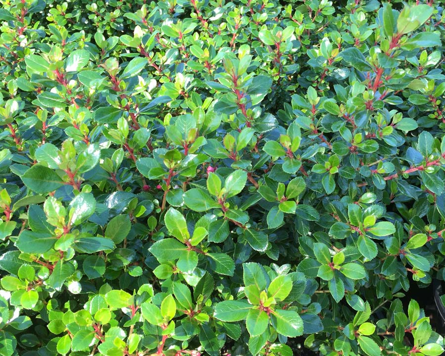 Escallonia 'Pink Pixie' landscape hedge plant