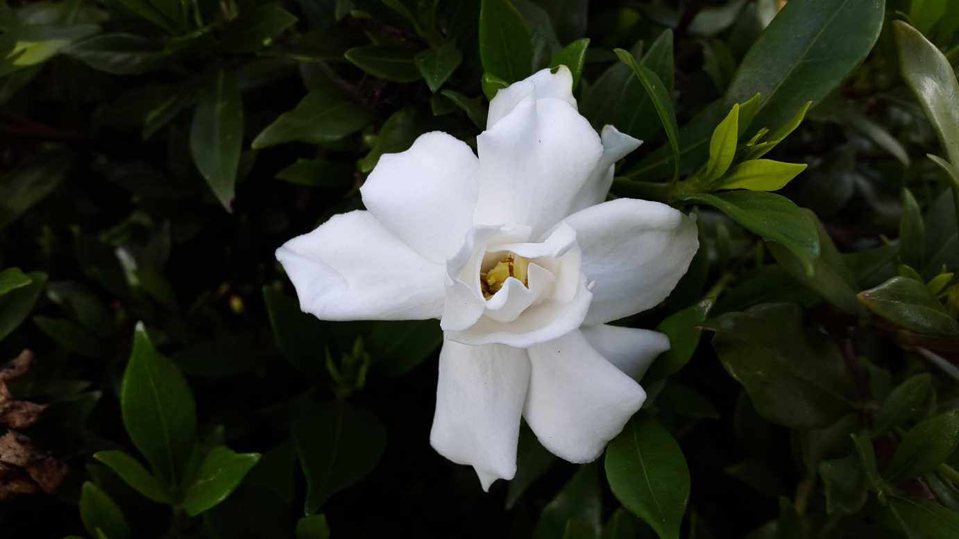 Gardenia augusta 'Radicans' evergreen feature shrub