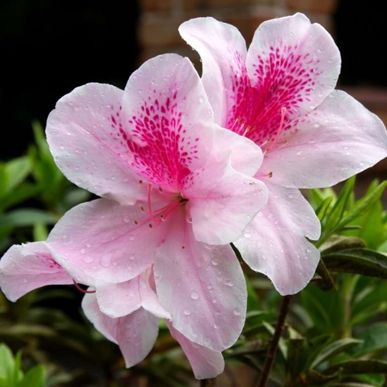 Azalea 'Alphonse Anderson' garden feature plant