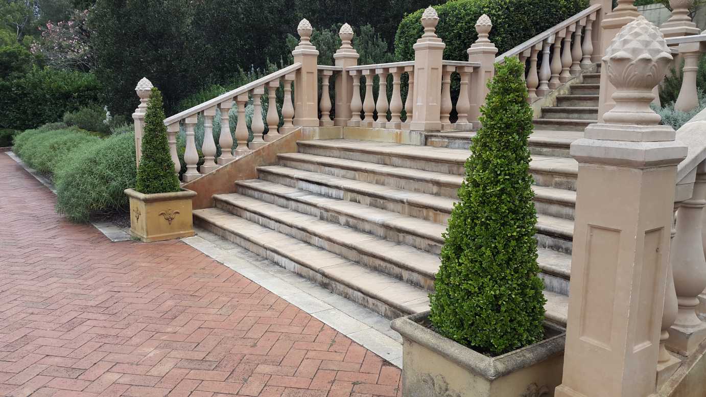Buxus microphylla japonica topiary plant