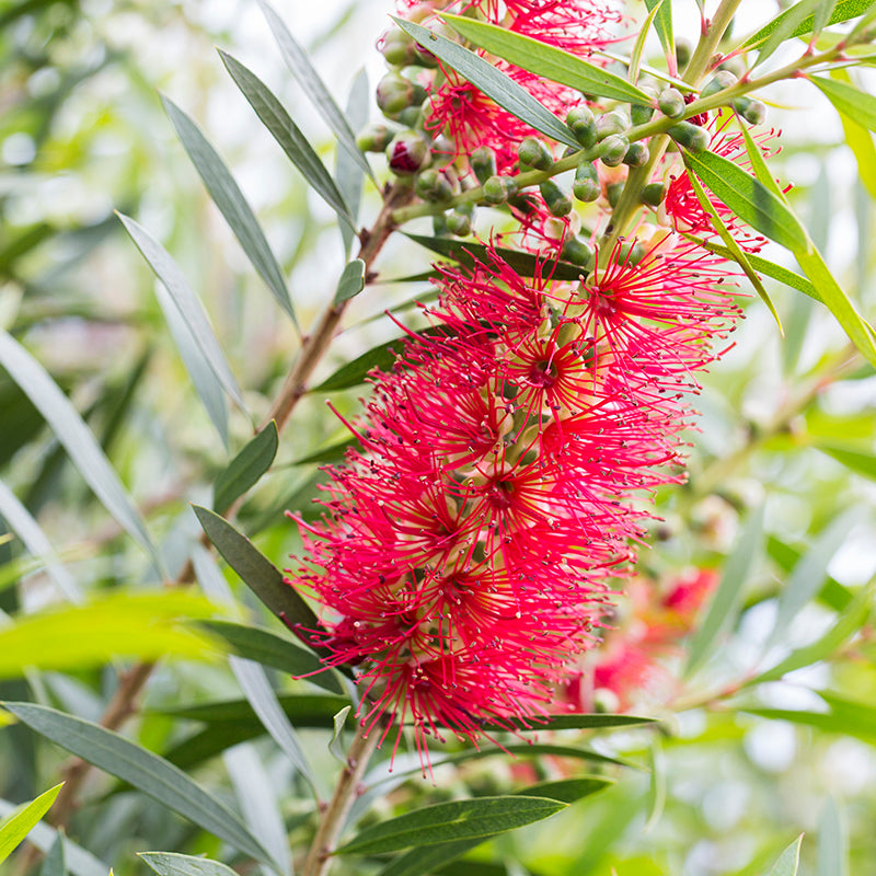 Callistemon 'Kings Park Special' Australian native plant