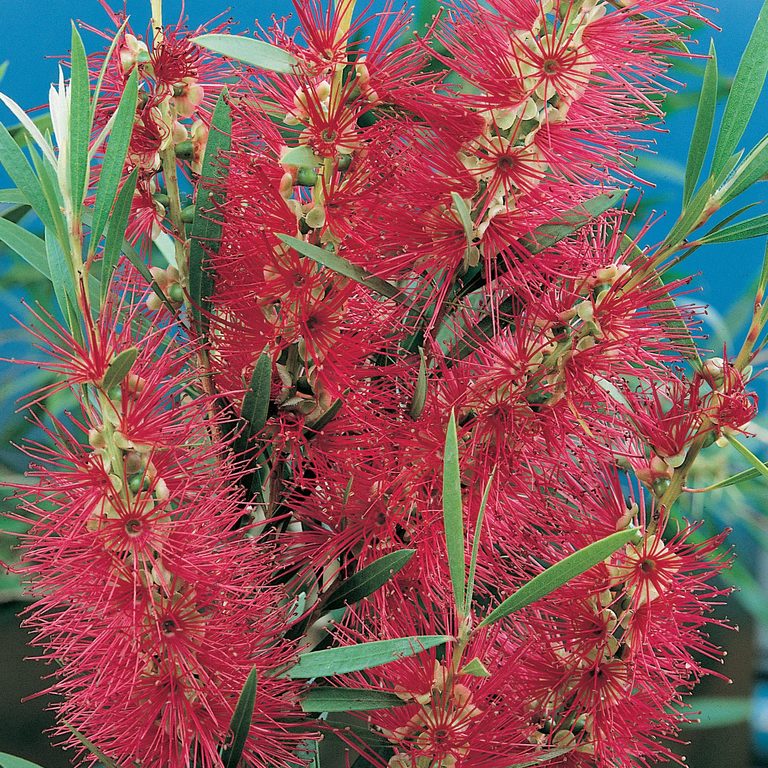 Callistemon viminalis 'Dawson River Weeper' Australian native plant