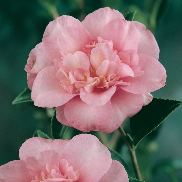 Camellia sasanqua 'Jennifer Susan' premium garden plant