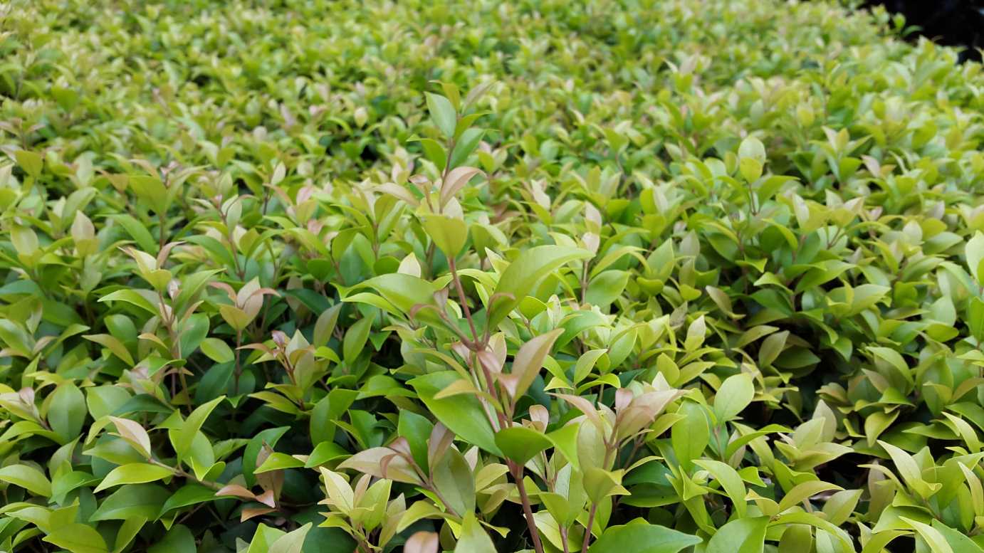 Acmena smithii 'Allyn Magic' privacy hedge plant
