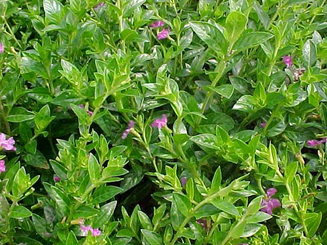 Cuphea hyssopifolia 'Rob's Mauve' compact landscape plant