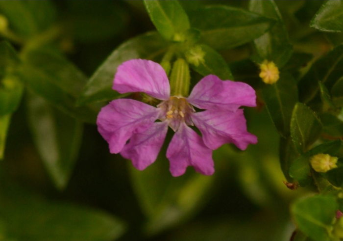 Cuphea hyssopifolia 'Violet' compact landscape plant