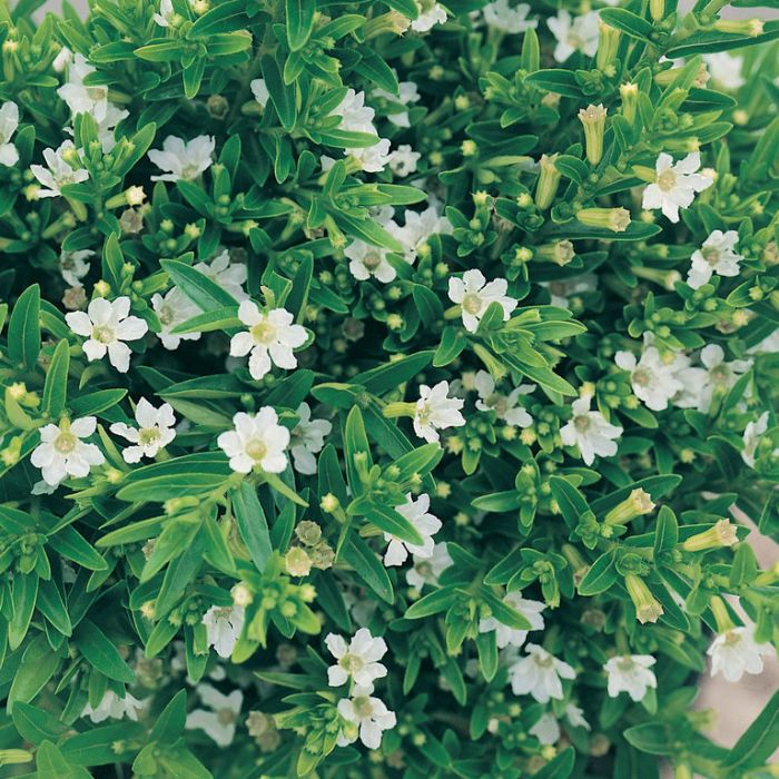 Cuphea hyssopifolia 'White' compact landscape plant