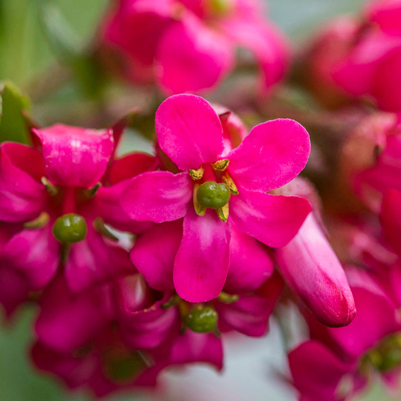 Escallonia 'Red Knight' landscape hedge plant