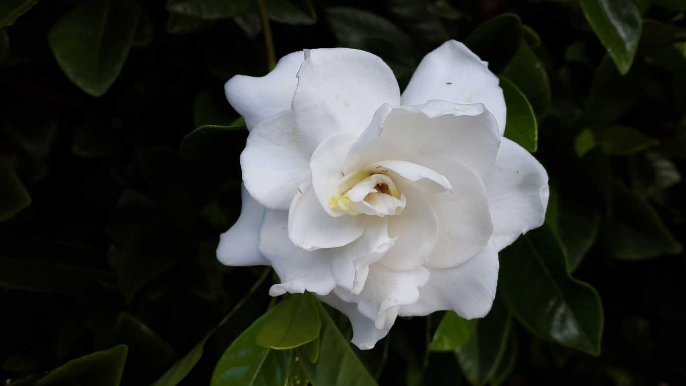 Gardenia Augusta 'Florida' evergreen feature shrub