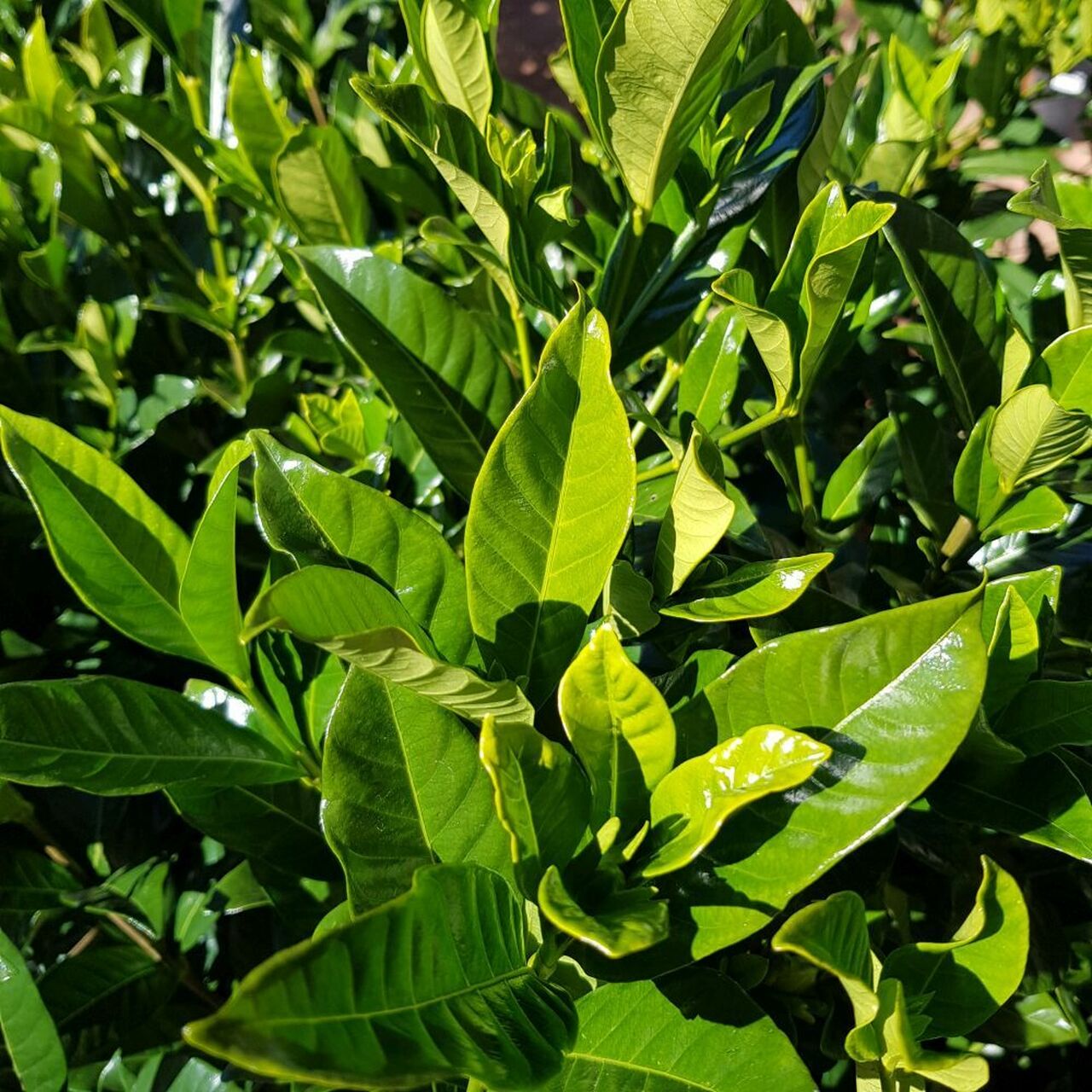 Gardenia augusta 'Magnifica' evergreen feature shrub