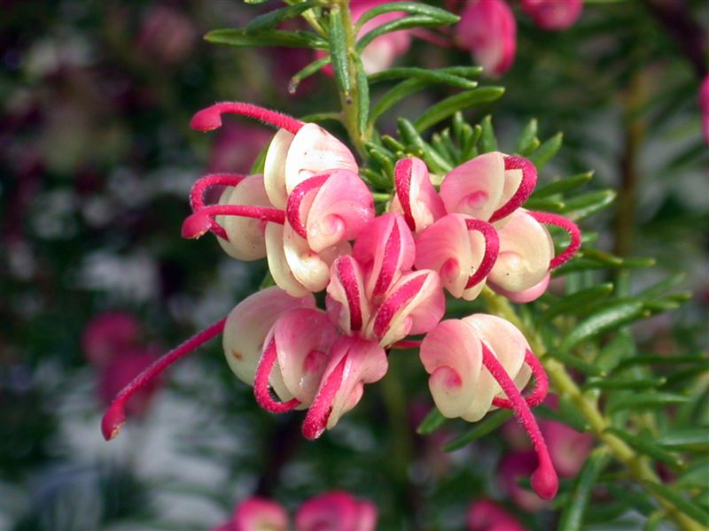 Grevillea lanigera 'Mt Tamboritha' low maintenance flowering shrub