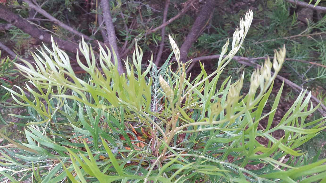 Grevillea 'Ned Kelly' low maintenance flowering shrub