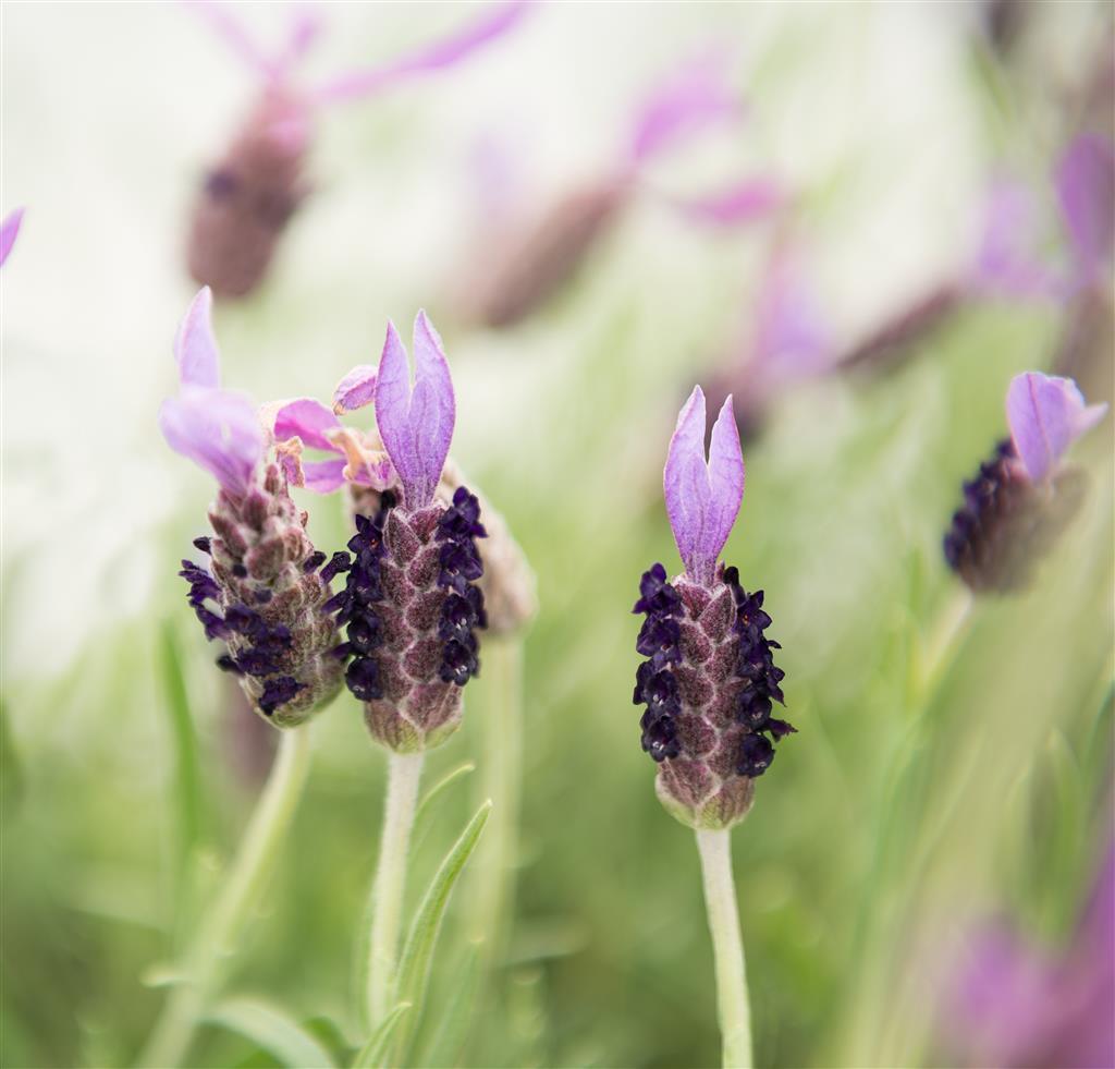Lavandula stoechas 'Avonview' low maintenance shrub