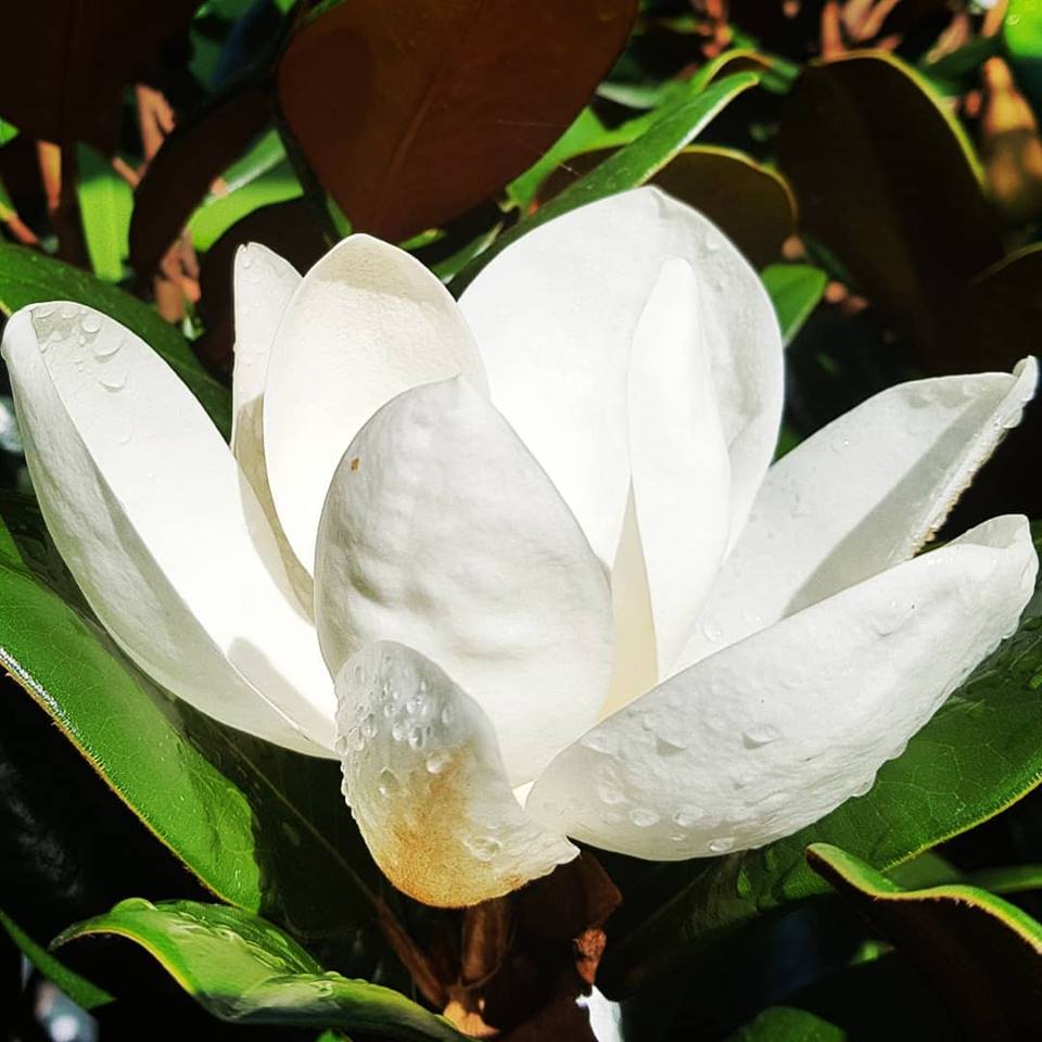 Magnolia grandiflora 'Teddy Bear' glossy foliage tree