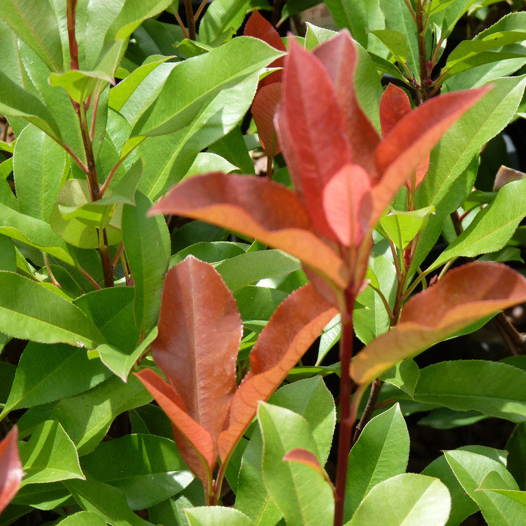 Photinia 'Red Robin' colour hedge plant