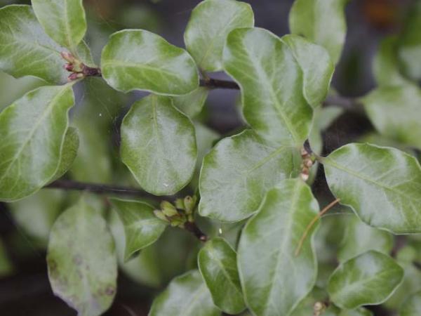 Pittosporum tenuifolium 'Silver Sheen' narrow garden plant