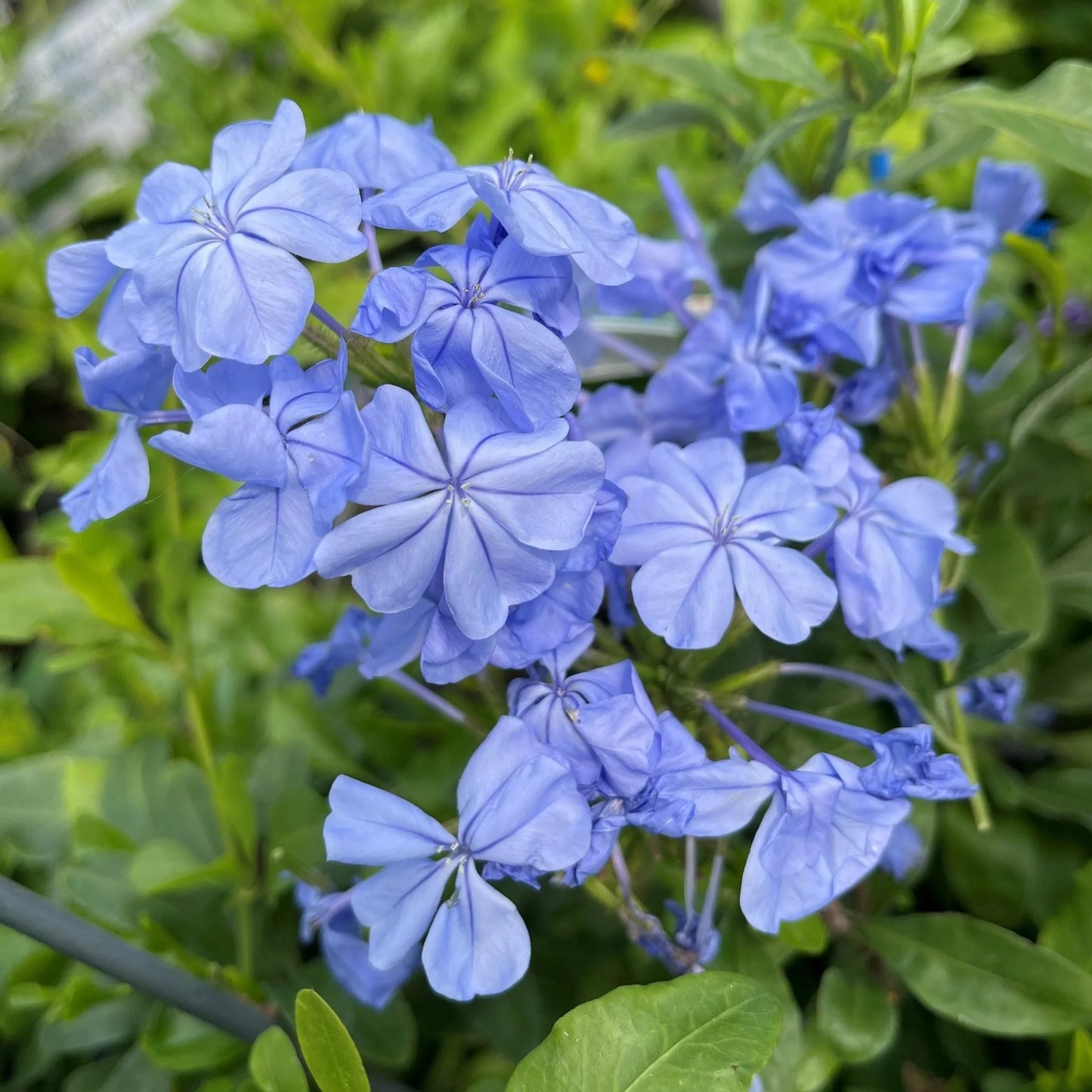 Plumbago auriculata 'Royal Cape' landscape flowering shrub
