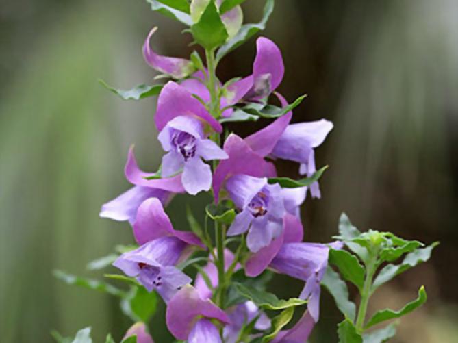 Prostanthera sieberi 'Minty' flowering native shrub