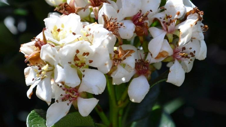 Raphiolepis indica 'Snow Maiden' coastal garden shrub