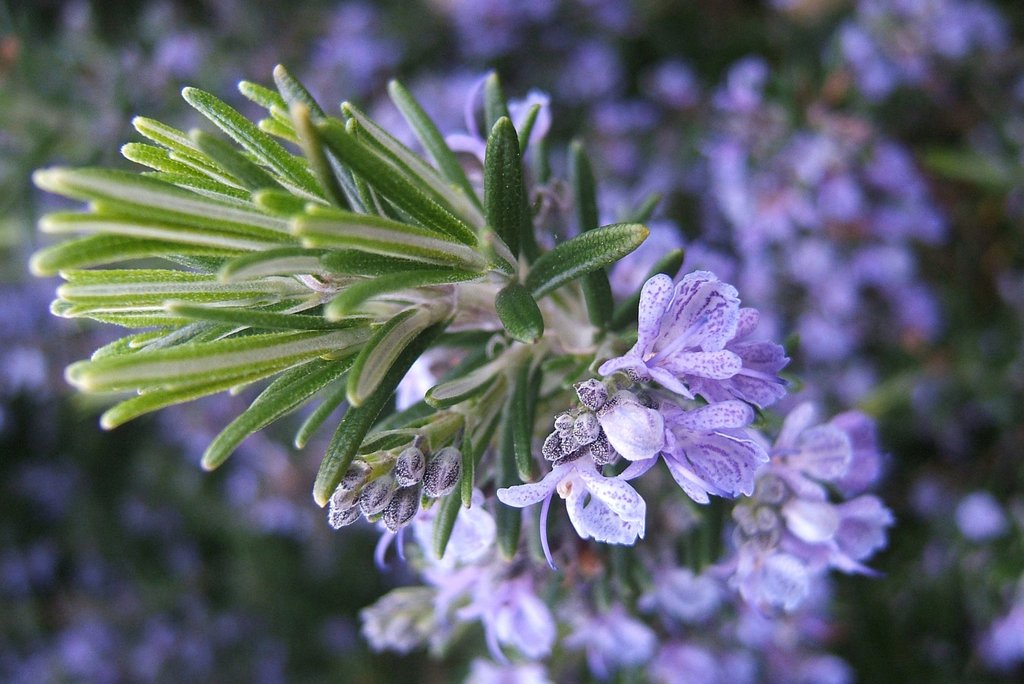 Rosmarinus officinalis 'Prostratus' Mediterranean garden plant