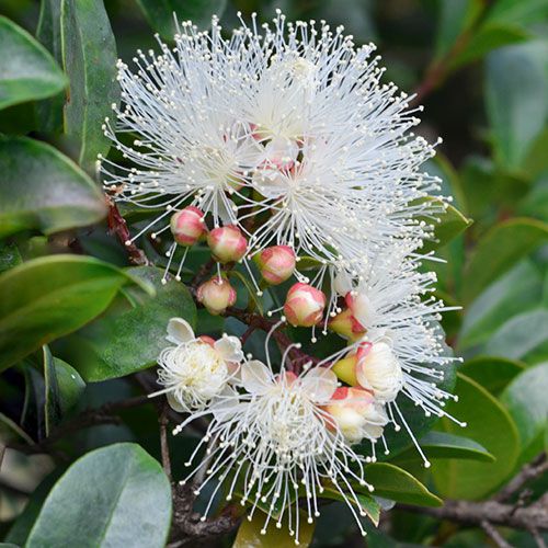 Syzygium australe 'Resilience' privacy hedge plant