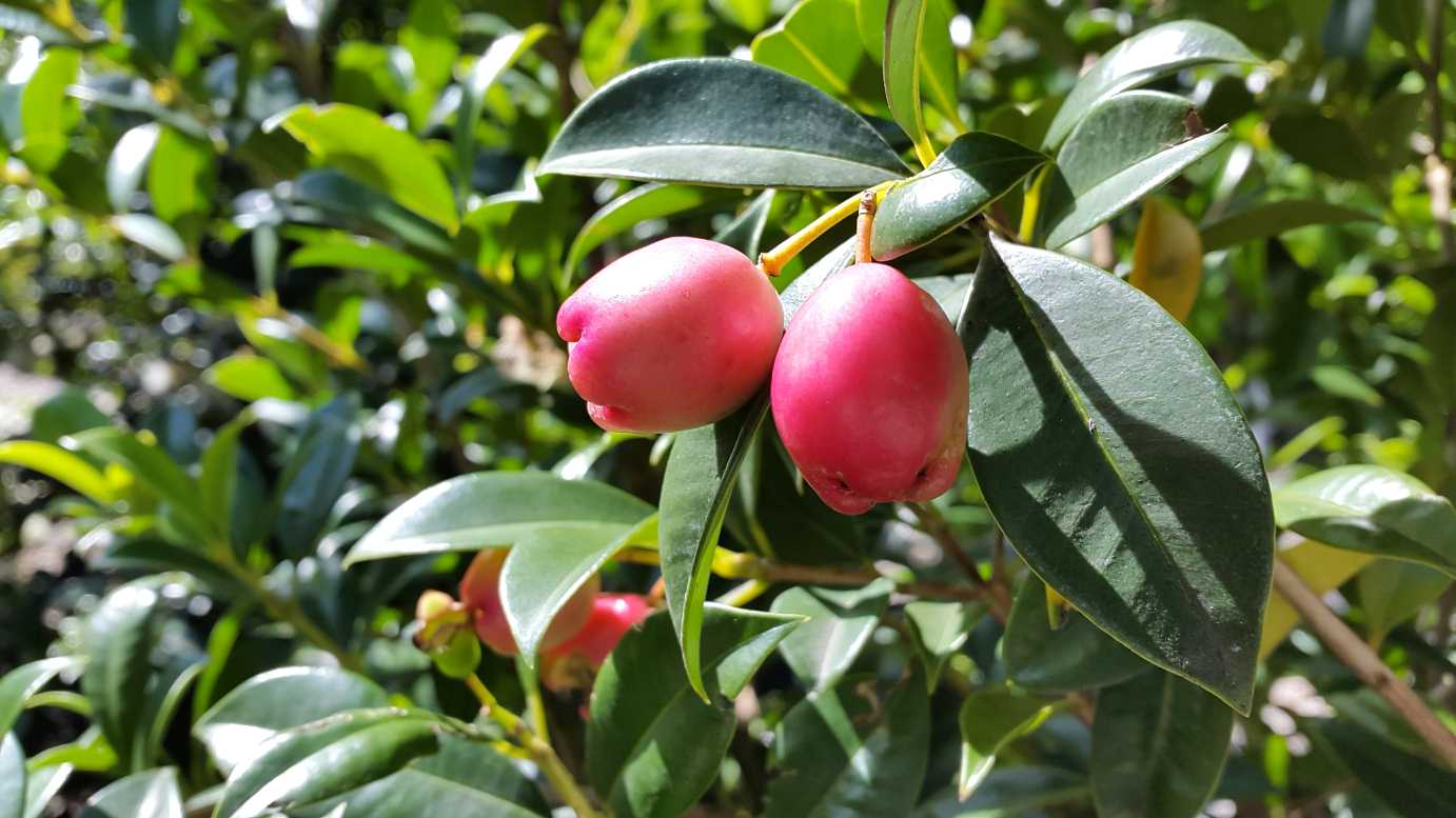 Syzygium australe 'Select Form' privacy hedge plant