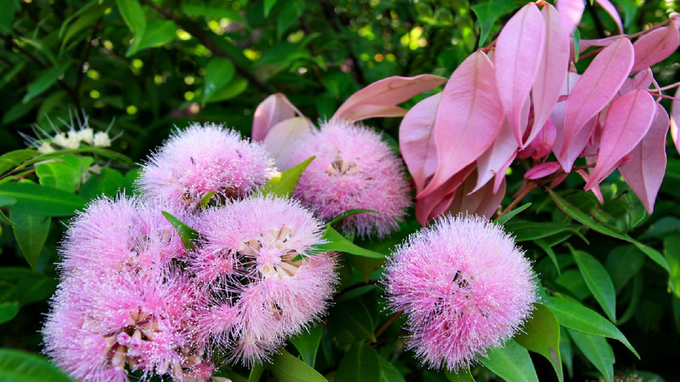 Syzygium 'Cascade' privacy hedge plant