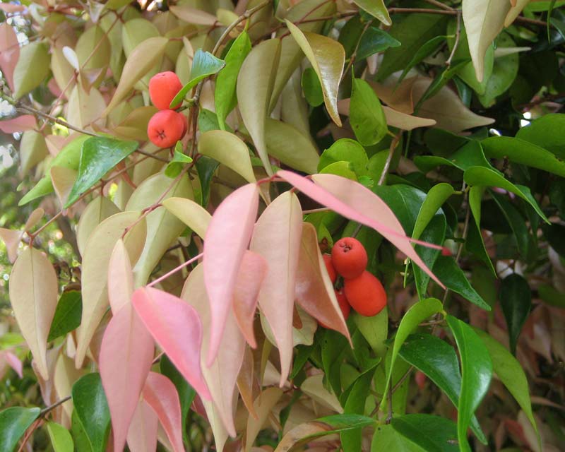 Syzygium luehmannii privacy hedge plant