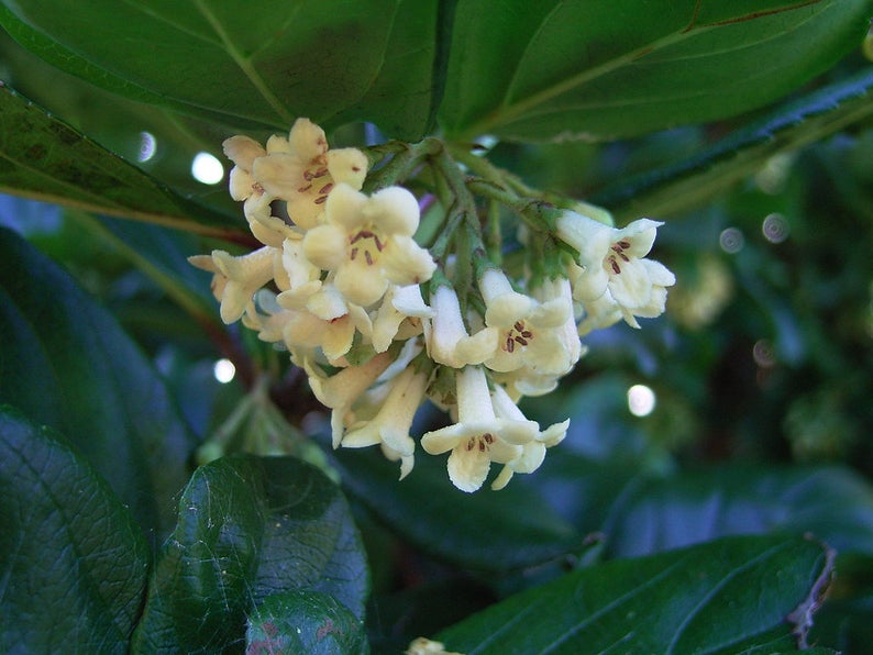 Viburnum suspensum part shade hedge plant