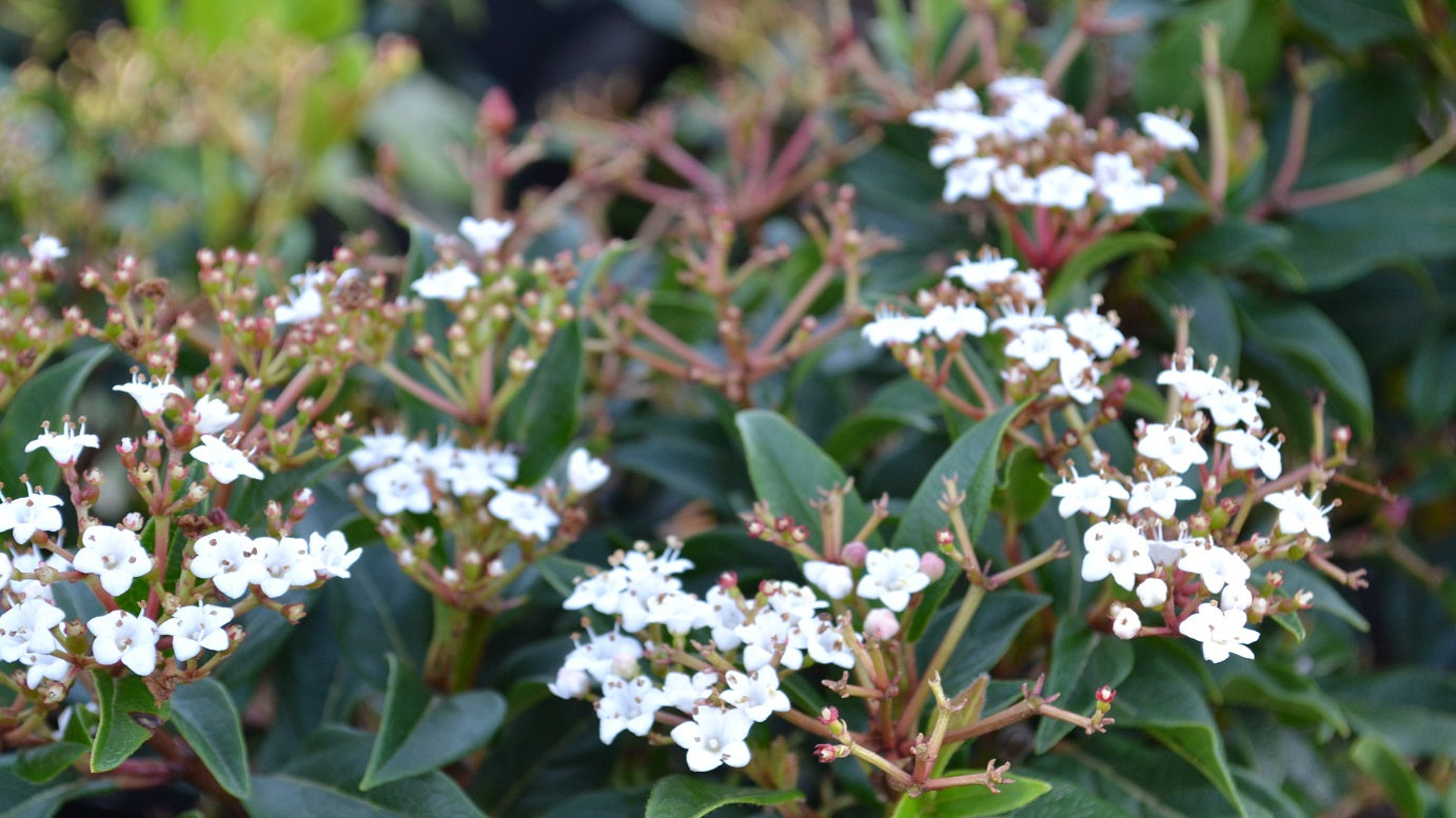 Viburnum tinus garden border plant