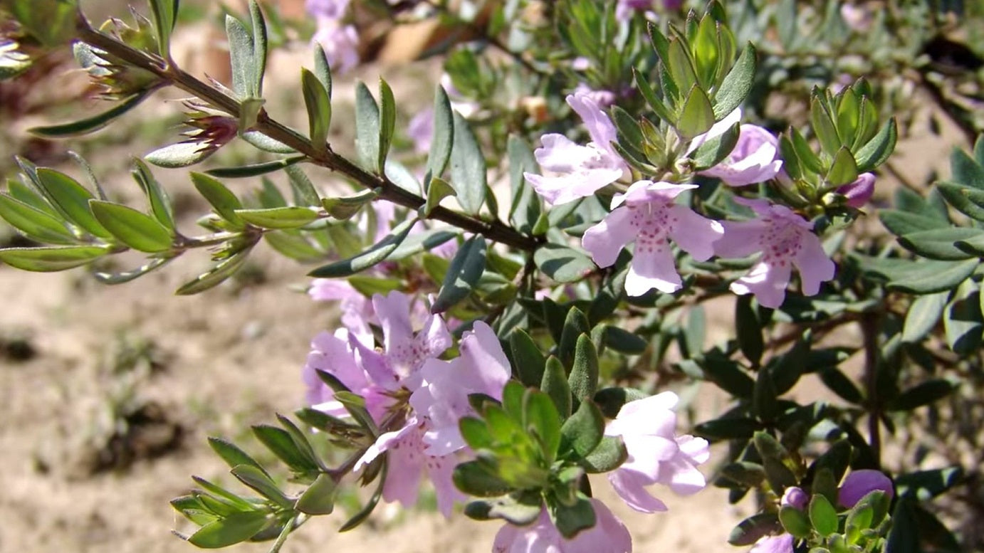 Westringia fruticosa 'Naringa' Australian native shrub