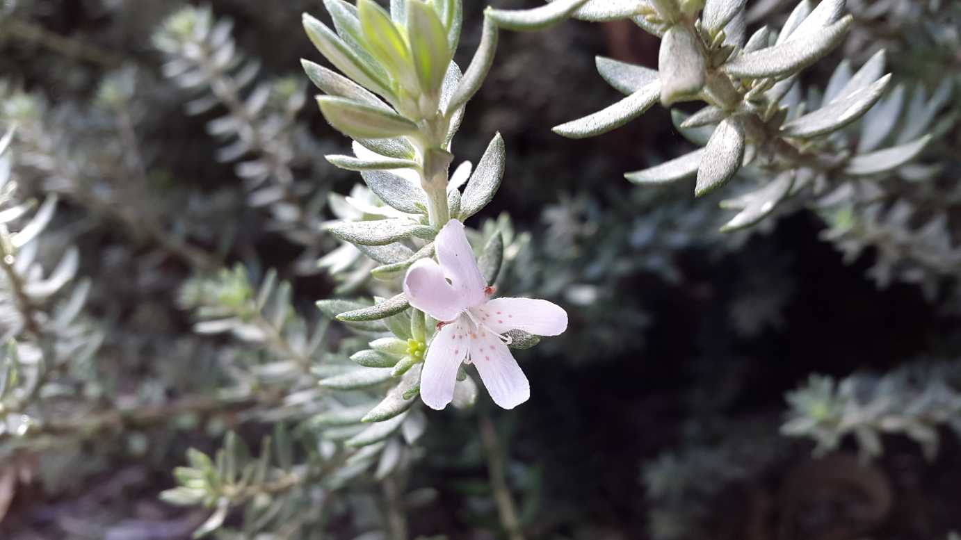 Westringia fruticosa 'Zena' Australian native shrub