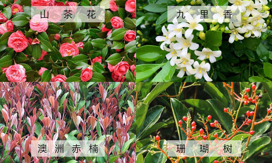 澳洲四大树墙