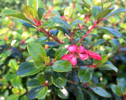 Escallonia 'Pink Pixie' evergreen border shrub