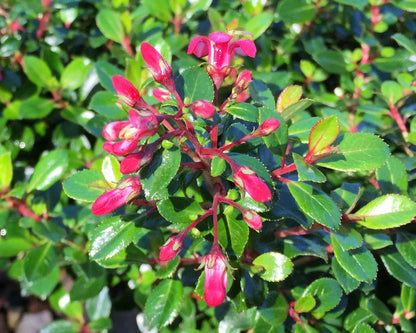 Escallonia 'Pink Pixie' colourful garden shrub