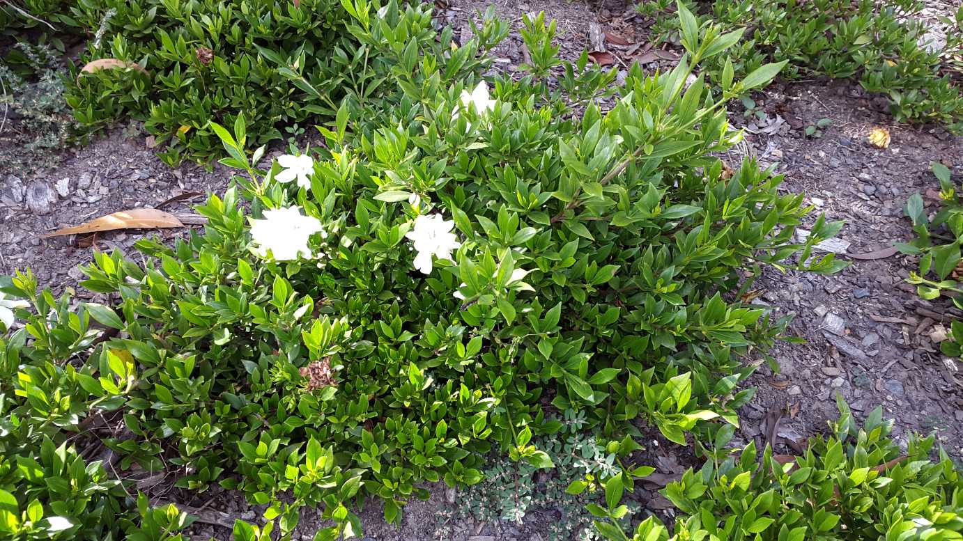 Gardenia augusta 'Radicans' white flowering shrub