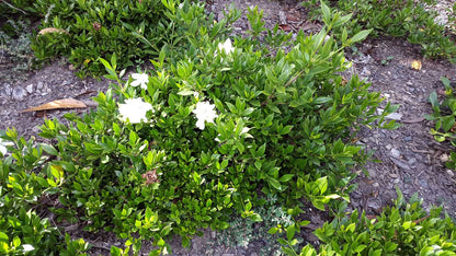 Gardenia augusta 'Radicans' white flowering shrub