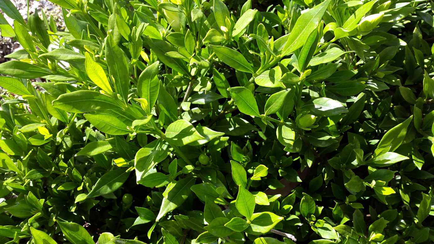 Gardenia augusta 'Radicans' part shade flowering plant