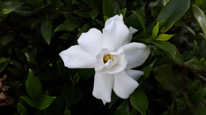 Gardenia augusta 'Radicans' evergreen feature shrub
