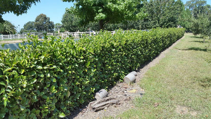Viburnum Odoratissimum screening hedge