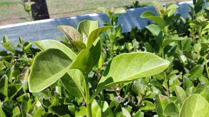Fast growing Viburnum hedge plant