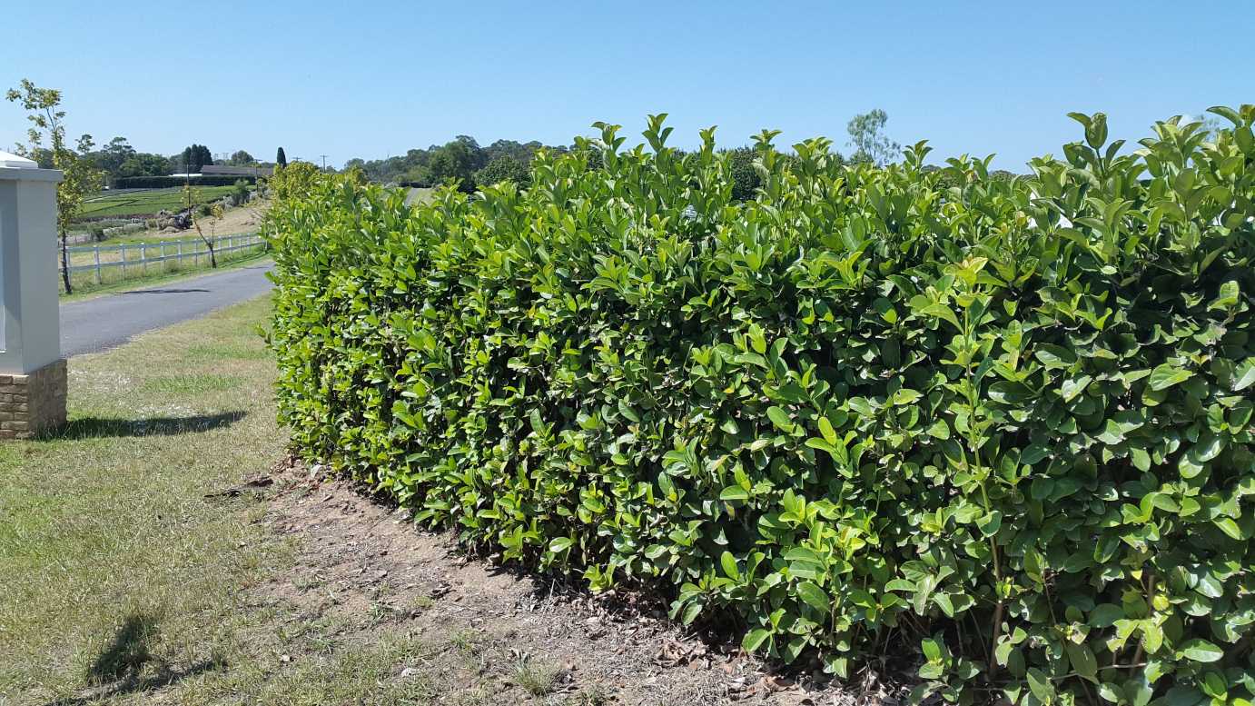 Viburnum Odoratissimum hedge plant