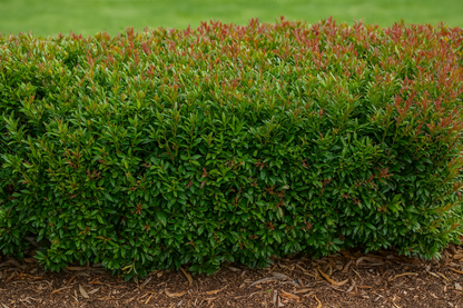 Acmena smithii 'Cherry Surprise' evergreen screening plant