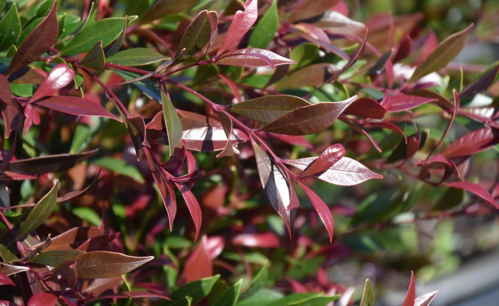 Acmena smithii 'Cherry Surprise' native style hedge