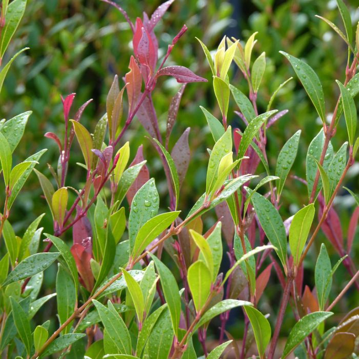 Acmena smithii 'Cherry Surprise' privacy hedge plant