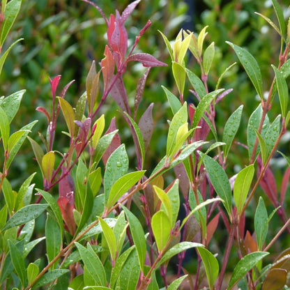 Acmena smithii 'Cherry Surprise' privacy hedge plant