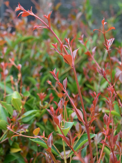 Acmena smithii 'Firescreen' evergreen screening plant
