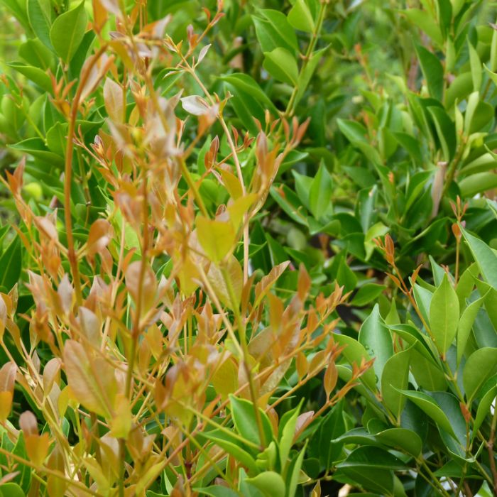 Acmena smithii 'Firescreen' native style hedge