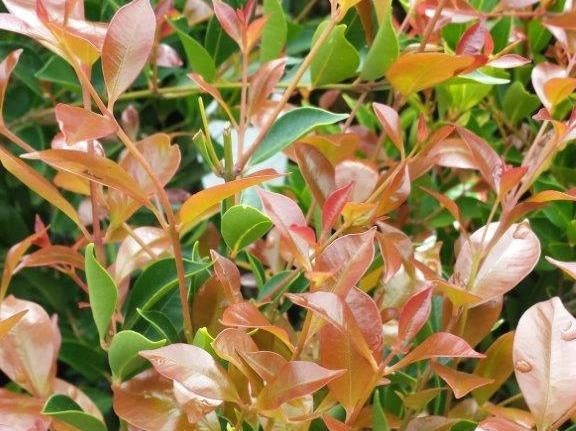 Acmena smithii 'Firescreen' privacy hedge plant