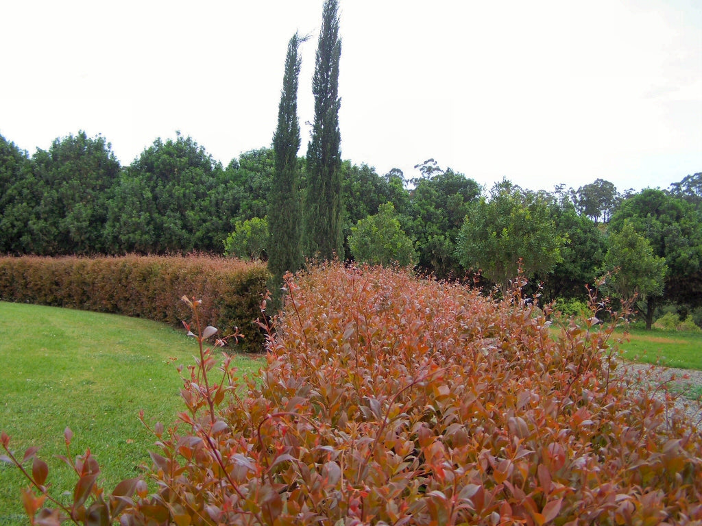 Acmena smithii 'Firescreen' lilly pilly hedge plant